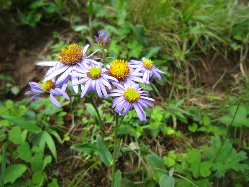 大山包保护区植物(38)-石生紫菀