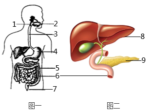 下图一是人体消化管示意图图二是部分消化腺结构图请据图回答下列问题