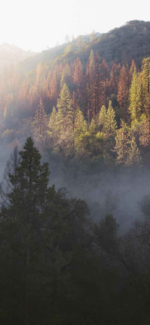 自然森林风景摄影8k极清竖屏手机壁纸