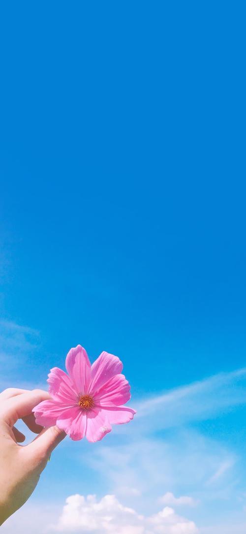蓝色天空小清新植物高清手机壁纸