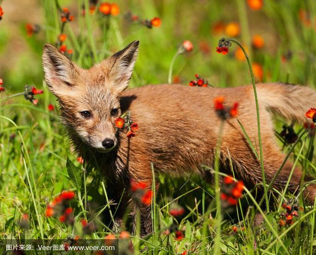 红色的小狐狸在橘黄色的野花地里.