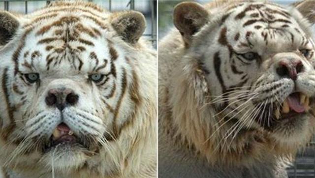 近亲繁殖毒害深啊!看看世界最丑的老虎,让你哭笑不得