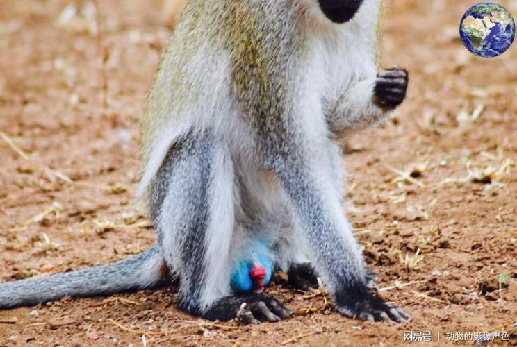 长着蓝色蛋蛋的长尾黑颚猴这个长相是真的别致