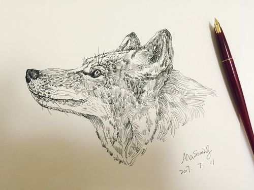 钢笔动物插画--狼