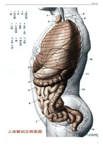 最全高清人体解剖图(彩图版)