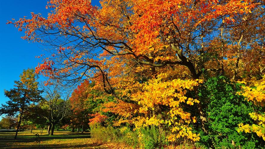 首页 自然和风景 秋天 森林,公园,树,草,树叶,秋 壁纸 下载 1920x1080