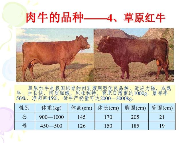 肉牛的品种——4,草原红牛 草原红牛是我国培育的肉乳兼用型优良浦种