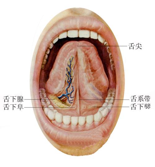 正常人体舌部解剖图_手机飞华健康网