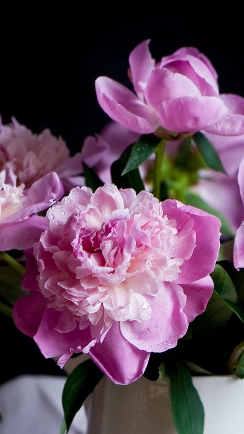 粉色牡丹,鲜花,花瓶,水滴,朦胧 iphone 壁纸