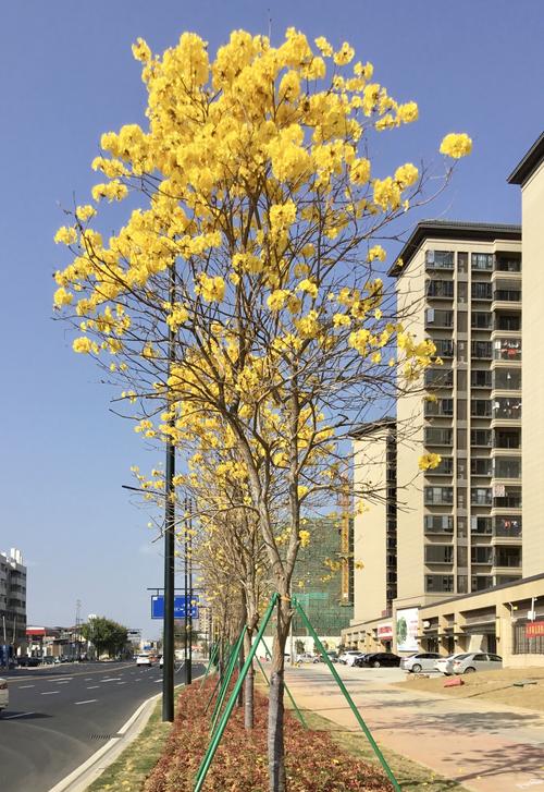 天气暖黄花风铃木盛开