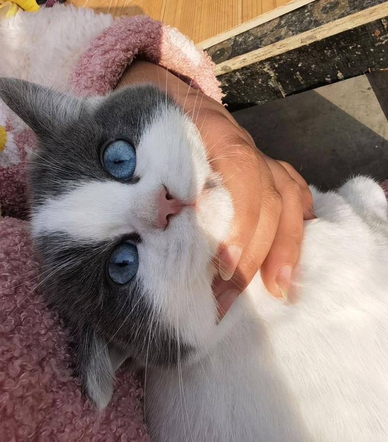 蓝白英短蓝眼睛的你见过嘛 家里大猫生的,从一个月开始发现是蓝眼睛
