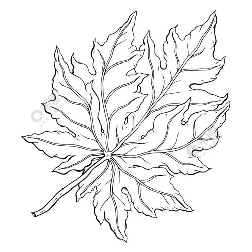 树叶手绘矢量图轮廓叶子在白色背景上被隔离手绘单色写实插画树叶手绘