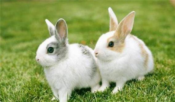 原创300年前英国女子产下9只兔子现场残留血迹医生认定是她所生
