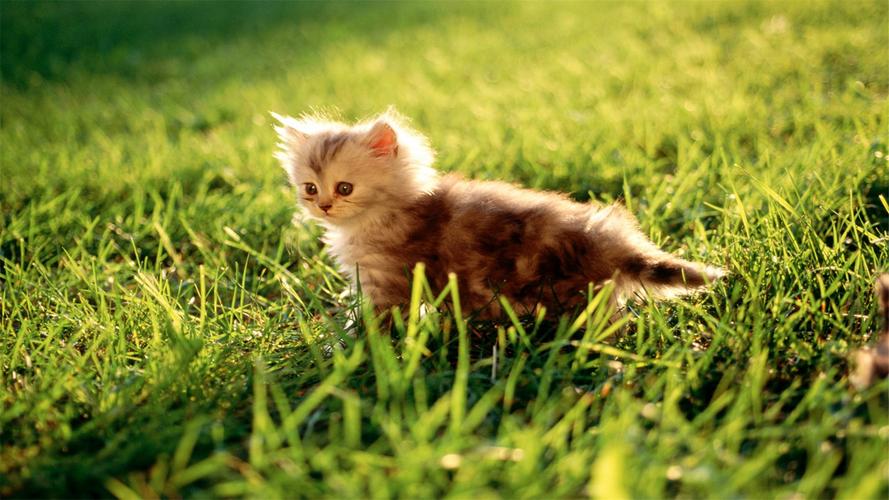 草地上,可爱的萌宠小猫咪幼崽_手机壁纸_唯美其他手机壁纸_我要个性网