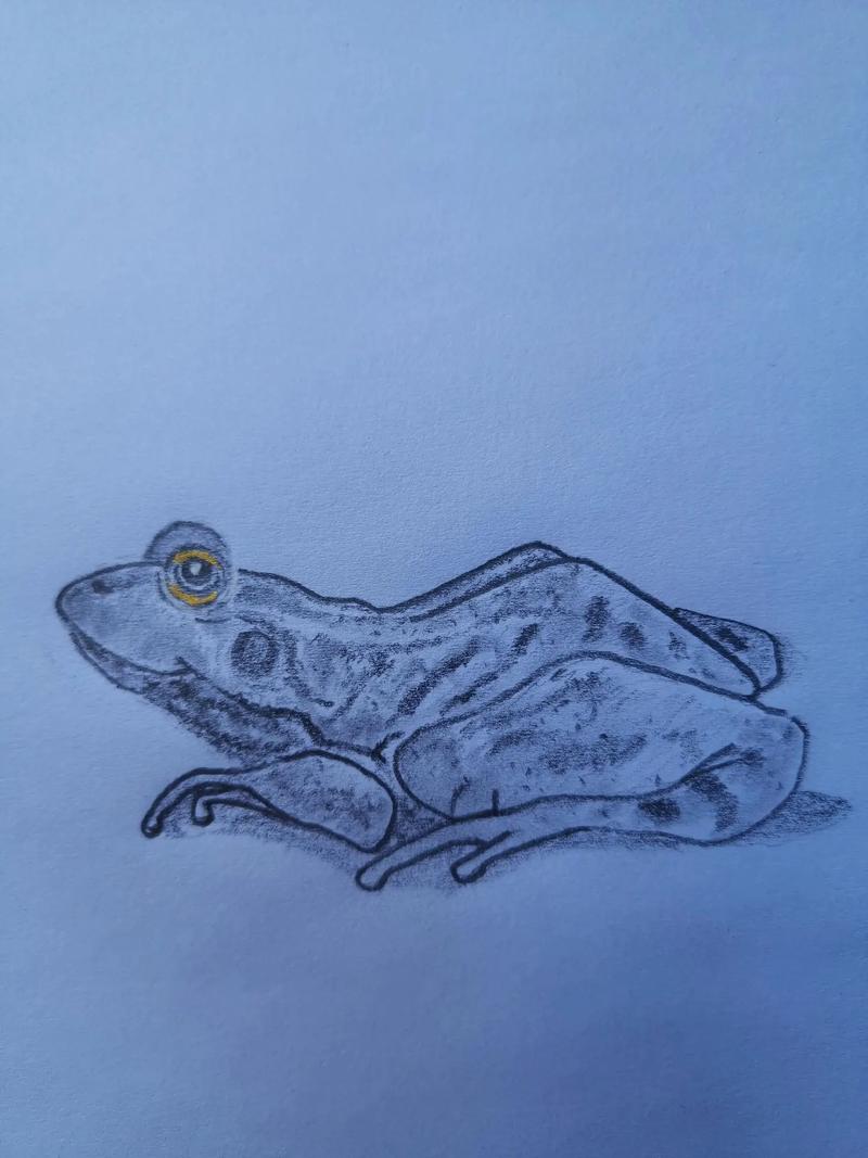 铅笔素描画动物之青蛙练习 - 抖音