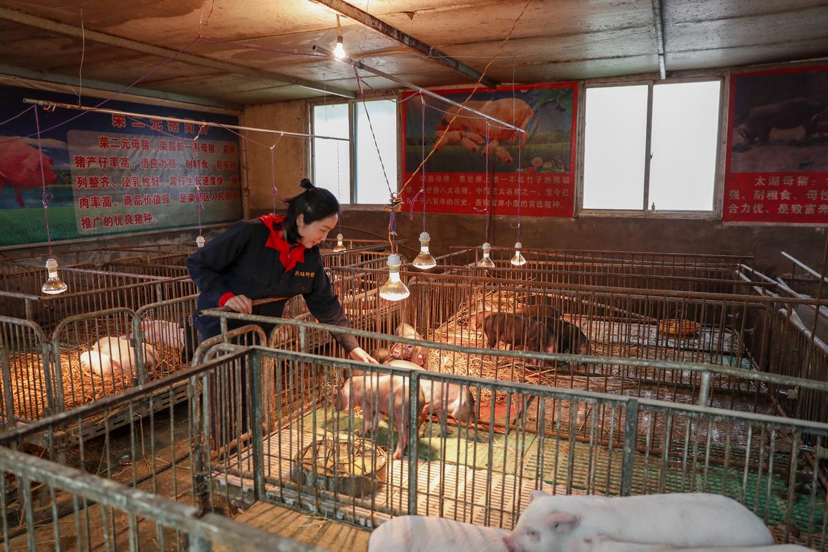 这是4月2日拍摄的重庆市荣昌区的一家养猪场(无人机照片).