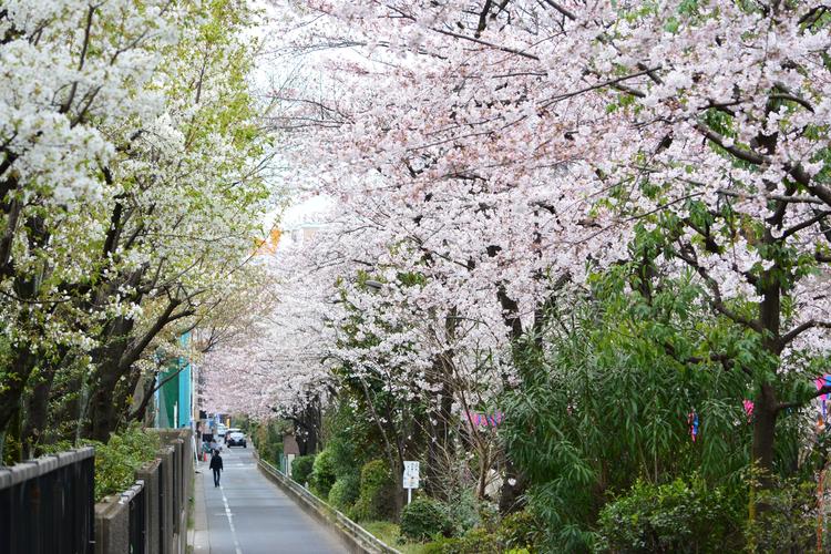 素材-日本风景-樱花
