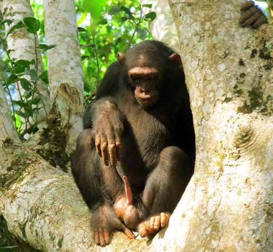 科学家发现乌干达雄性黑猩猩araali是已知第一只用人造物品自慰的野生