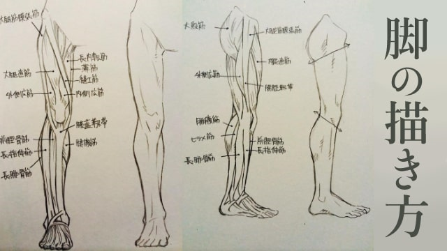 腿部肌肉怎么画?不同角度的腿部肌肉画法教学