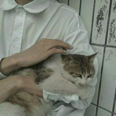 qq头像男生抱着宠物抱着猫的帅气头像
