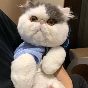 蓝白加菲猫幼猫纯种 家养包健康疫苗打完 幼崽活体宠物猫咪短毛猫