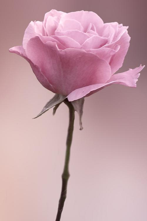 粉色,玫瑰花,粉色,玫瑰,花朵,手机壁纸粉色玫瑰