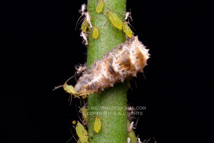 食蚜蝇幼虫捕食蚜虫