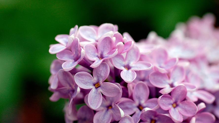 淡紫色,花朵,1080,自然风景,壁纸淡紫色的花朵1080p高清壁纸