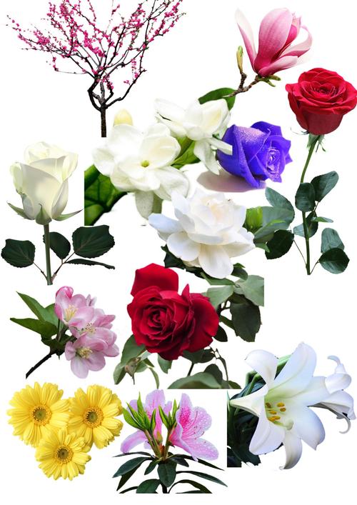 花朵素材平面广告素材免费下载(图片编号:5489651)-六图网