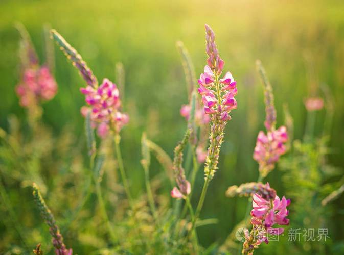 清晨阳光背景下的野生草地粉红色花朵