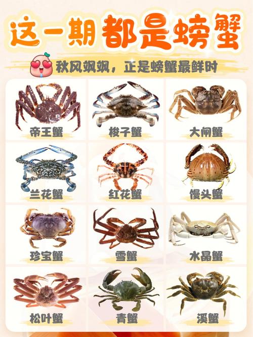 02螃蟹说明书75一文认识常见食用螃蟹