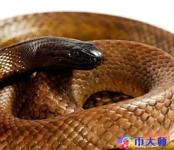 世界上最危险的毒蛇 top10