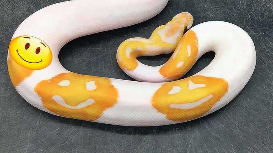 花斑球蟒是一种宠物蛇不咬人,这条长得花纹像微笑表情包真萌!