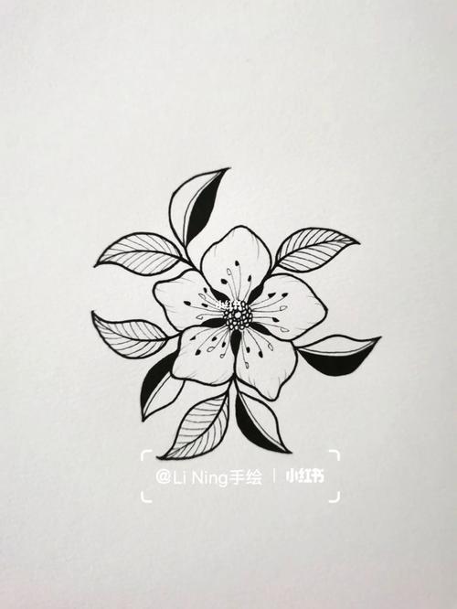 针管笔手绘花卉/绘画过程