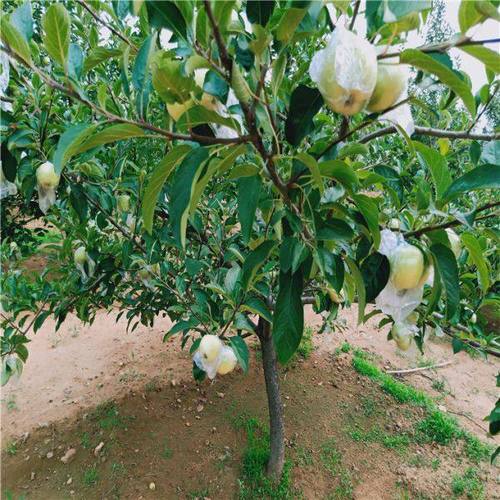 苹果苗新品种,苹果苗木价格,万恒丰苹果苗种植基地