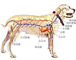 狗狗血液循环系统解剖图