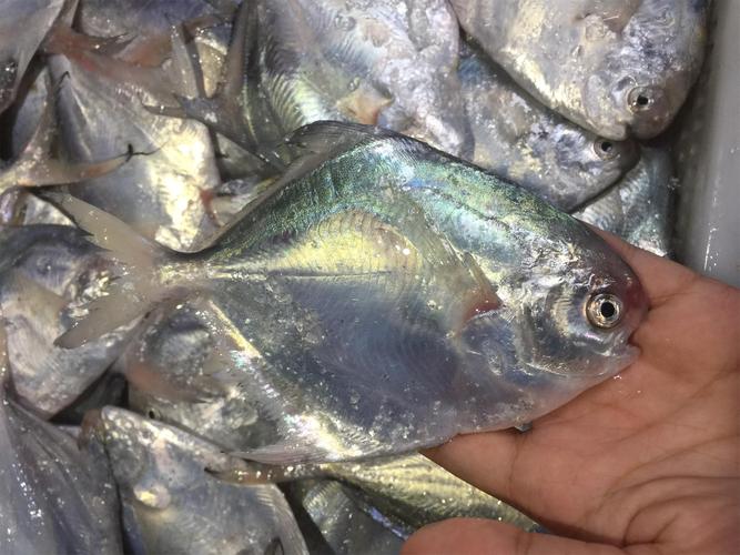 【新鲜速冻】 野生小银鲳鱼1斤4-5条的东海宁波石浦新鲜海鲜