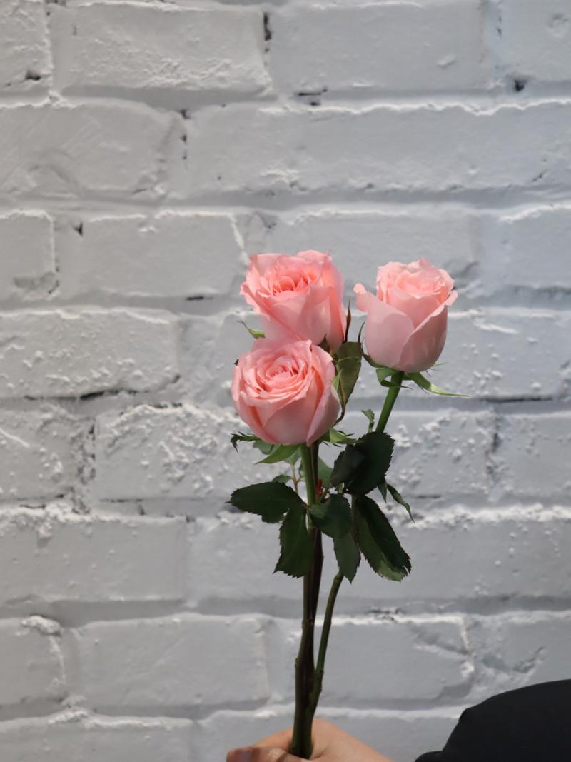 每日识花——戴安娜 戴安娜,粉玫瑰的一种,是较为通透的粉,具有梦幻
