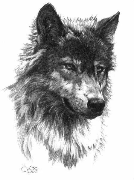 狼来了,50张"狼"手绘作品欣赏