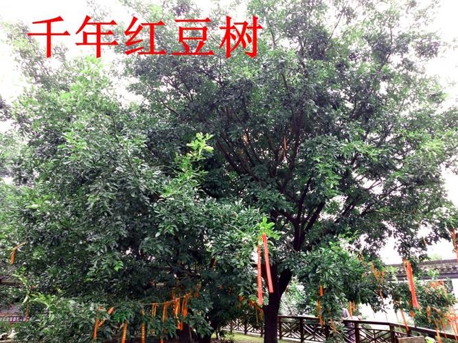 江阴红豆村有棵千年红豆树