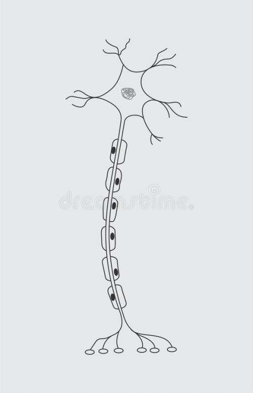 细胞怎么画简笔画多级神经元的形态结构简笔画神经元结构简图简笔画