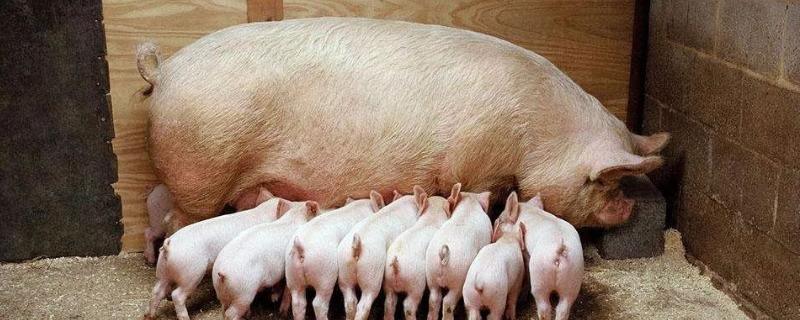 一般后备母猪体重达多少可以配种配种后可以打细小病毒疫苗吗