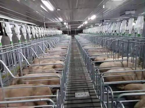 集团又一万头母猪场引种投产为傲农养猪事业注入新动能