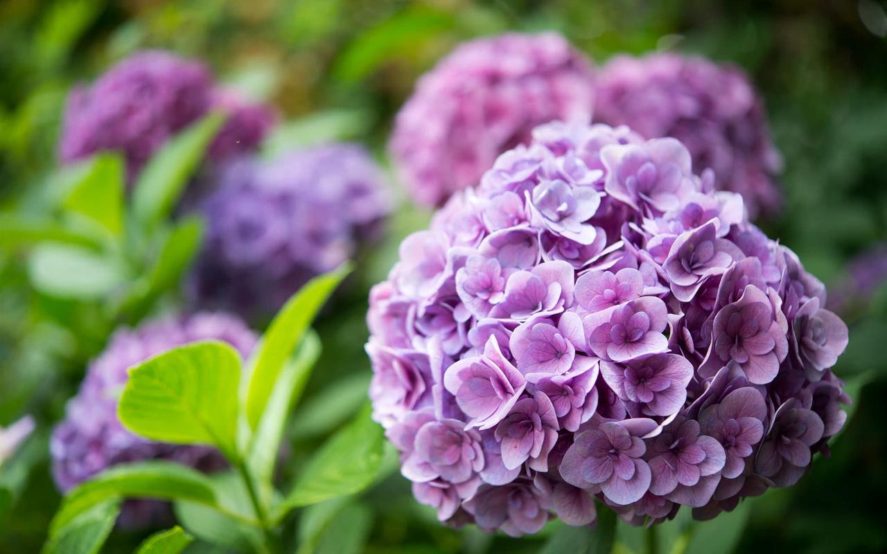 紫色绣球花,庭院花