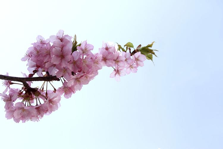 樱花图片-全景图片
