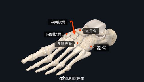 区域划分:前足,中足,后足前足这是脚的最前面部分,包括脚趾骨和跖骨