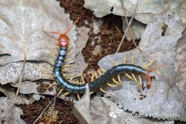 【东邪图鉴】中国常见中大型蜈蚣属scolopendra点将台.