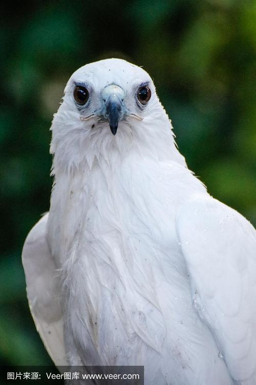 动物:白色的鹰