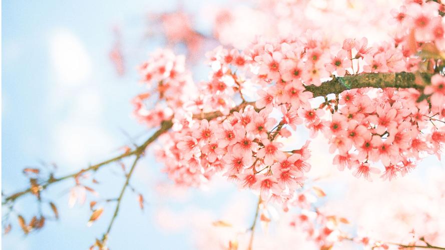 初春唯美粉色桃花高清风景壁纸