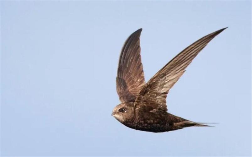 张国荣口中的无脚鸟真的存在一生都在飞交配也在空中完成